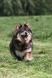 CHIEN FINNOIS DE LAPONIE 157